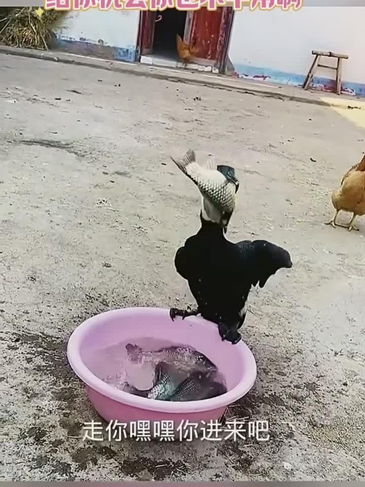 鸬鹚吃鱼是真的猛