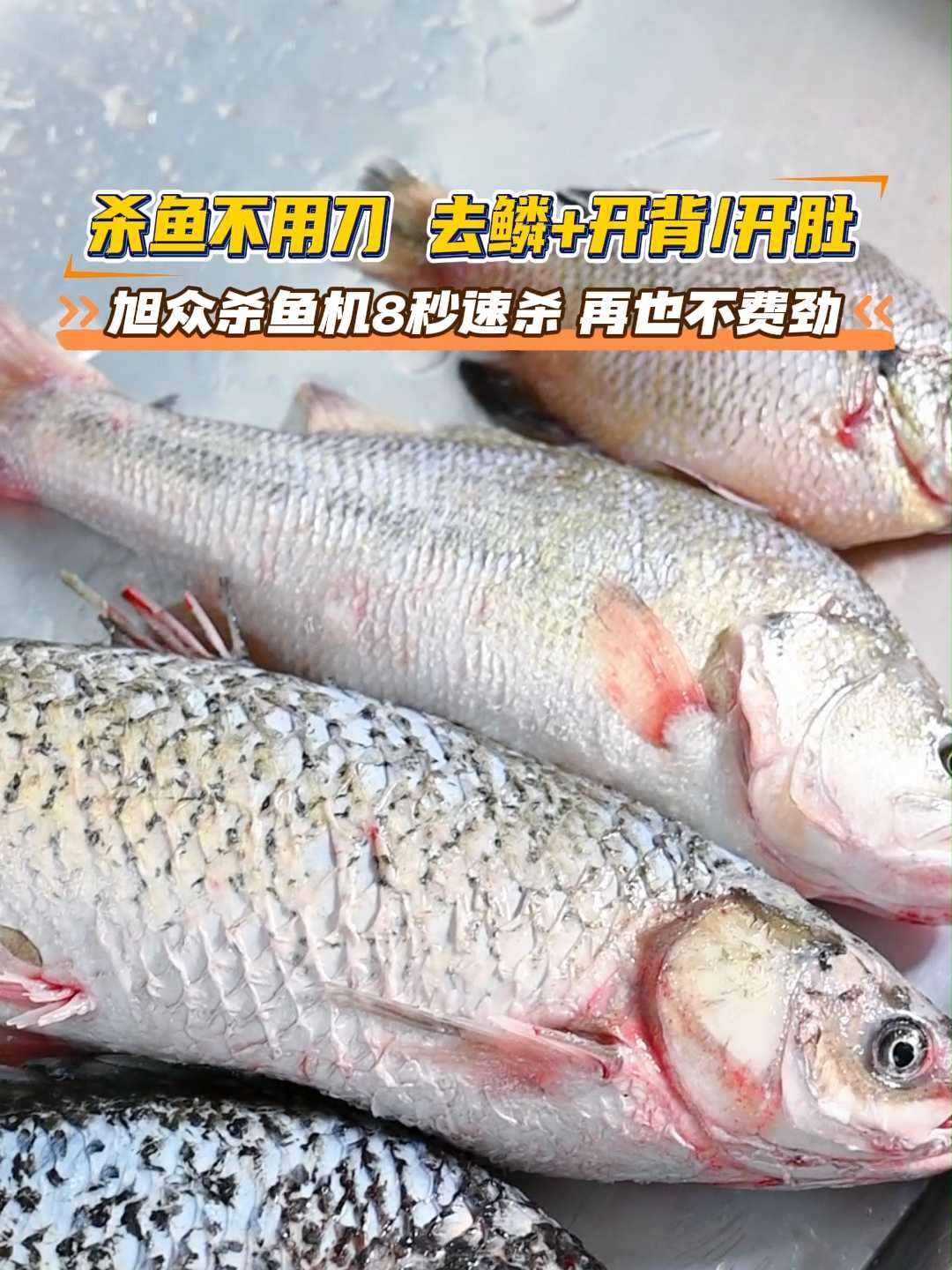 杀鱼不用刀 去鳞+开背/开肚，旭众杀鱼机8秒速杀 再也不费劲