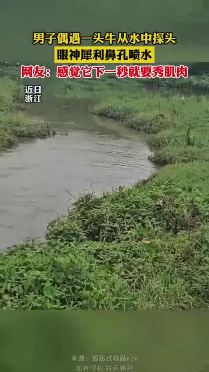 男子偶遇一头眼神犀利的牛从水中探头，鼻孔喷水，网友：感觉它下一秒就要秀肌肉