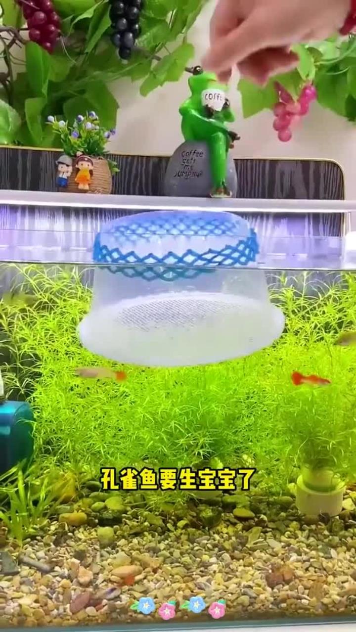 自制小鱼孵化桶