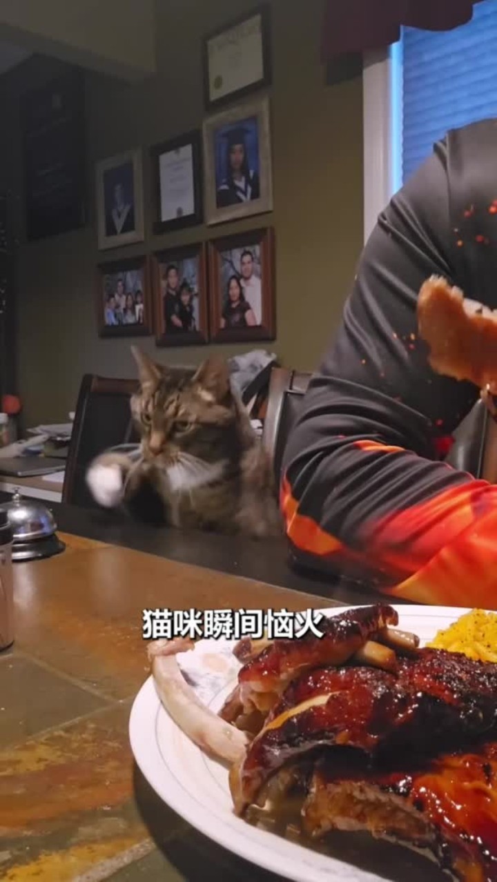猫咪按铃给主人要肉吃