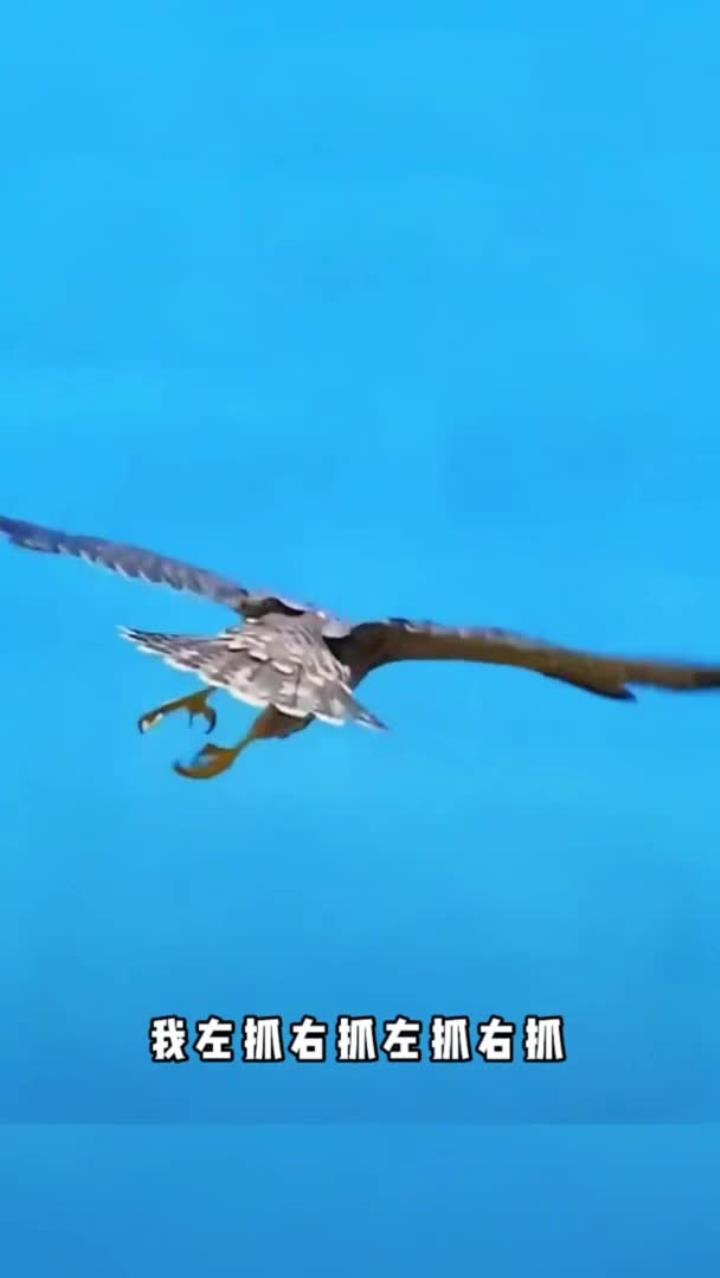 老鹰抓小鸡