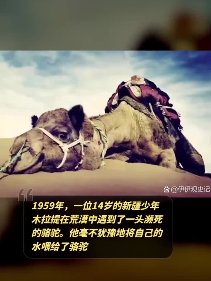1959年,一位14岁的新疆少年木拉提在荒漠中遇到了一头濒死的骆驼