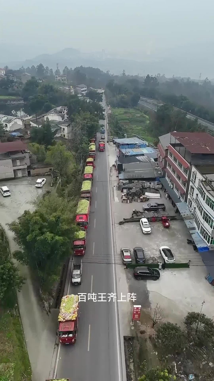 涪陵榨菜大丰收,大型运输车队场面壮观,涪陵乌江榨菜香飘世界