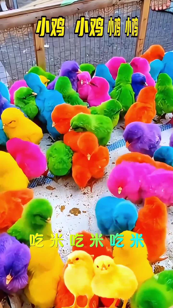 0–3岁幼儿儿歌舞蹈《小鸡小鸡》小鸡吃米