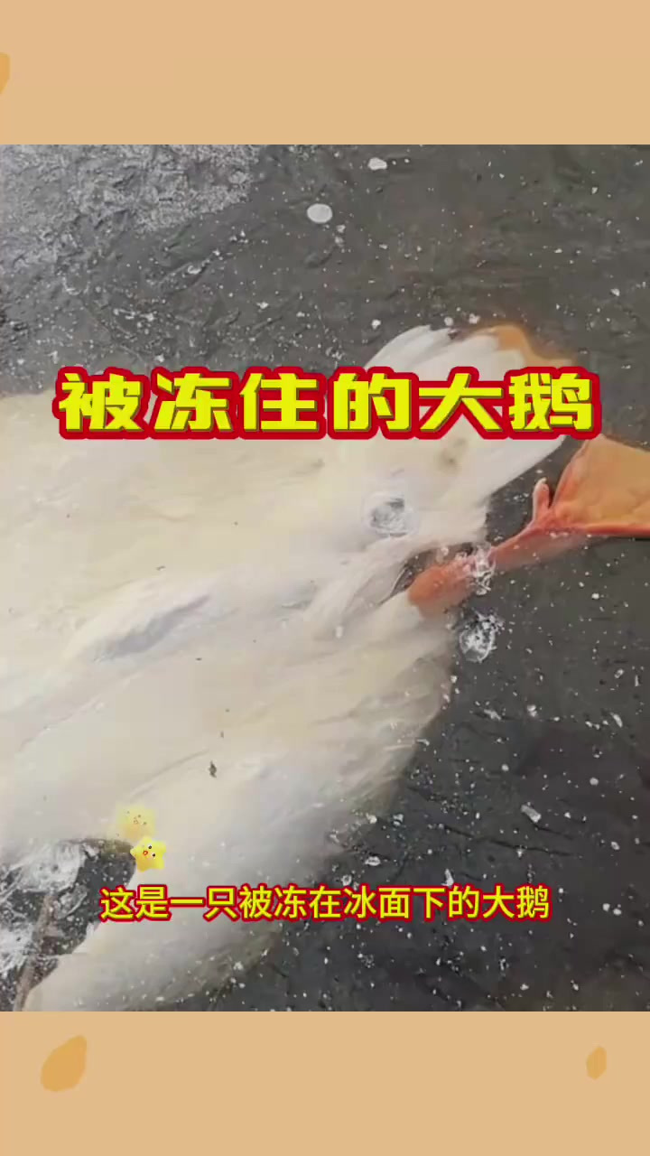 被冻住的大鹅,看着颜色很新鲜