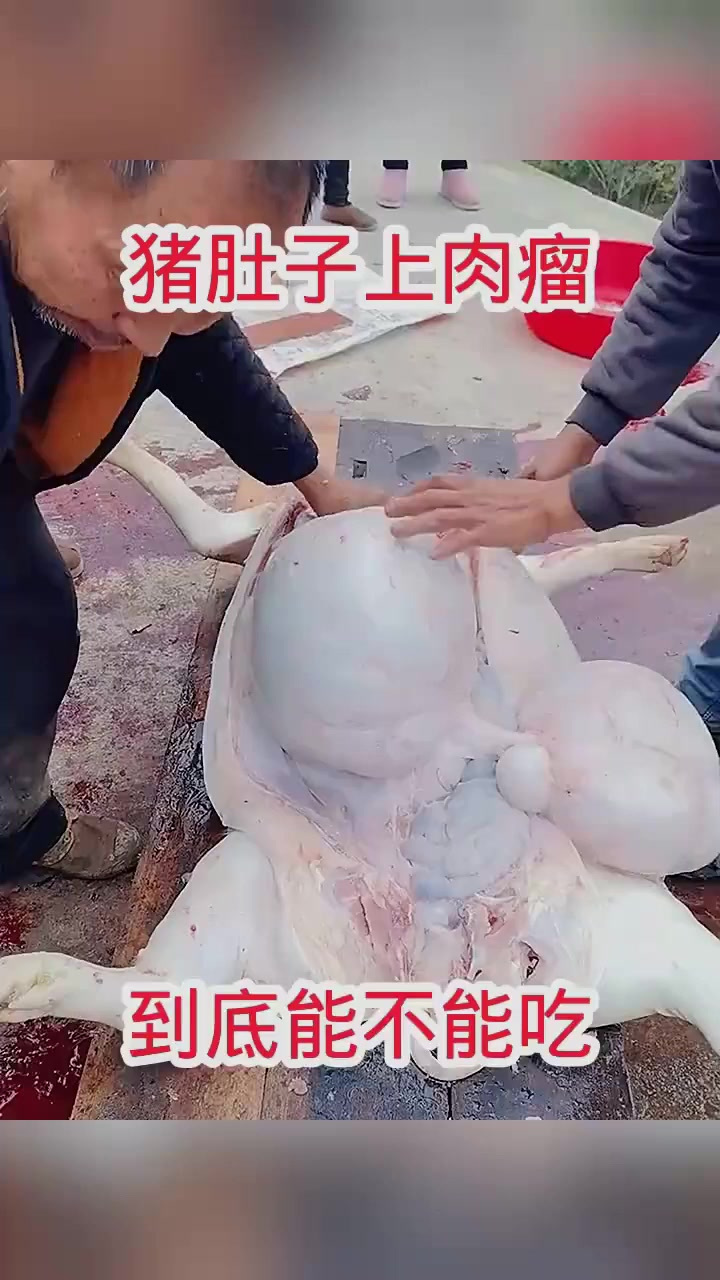 猪肚子上肉瘤，到底能不能吃！