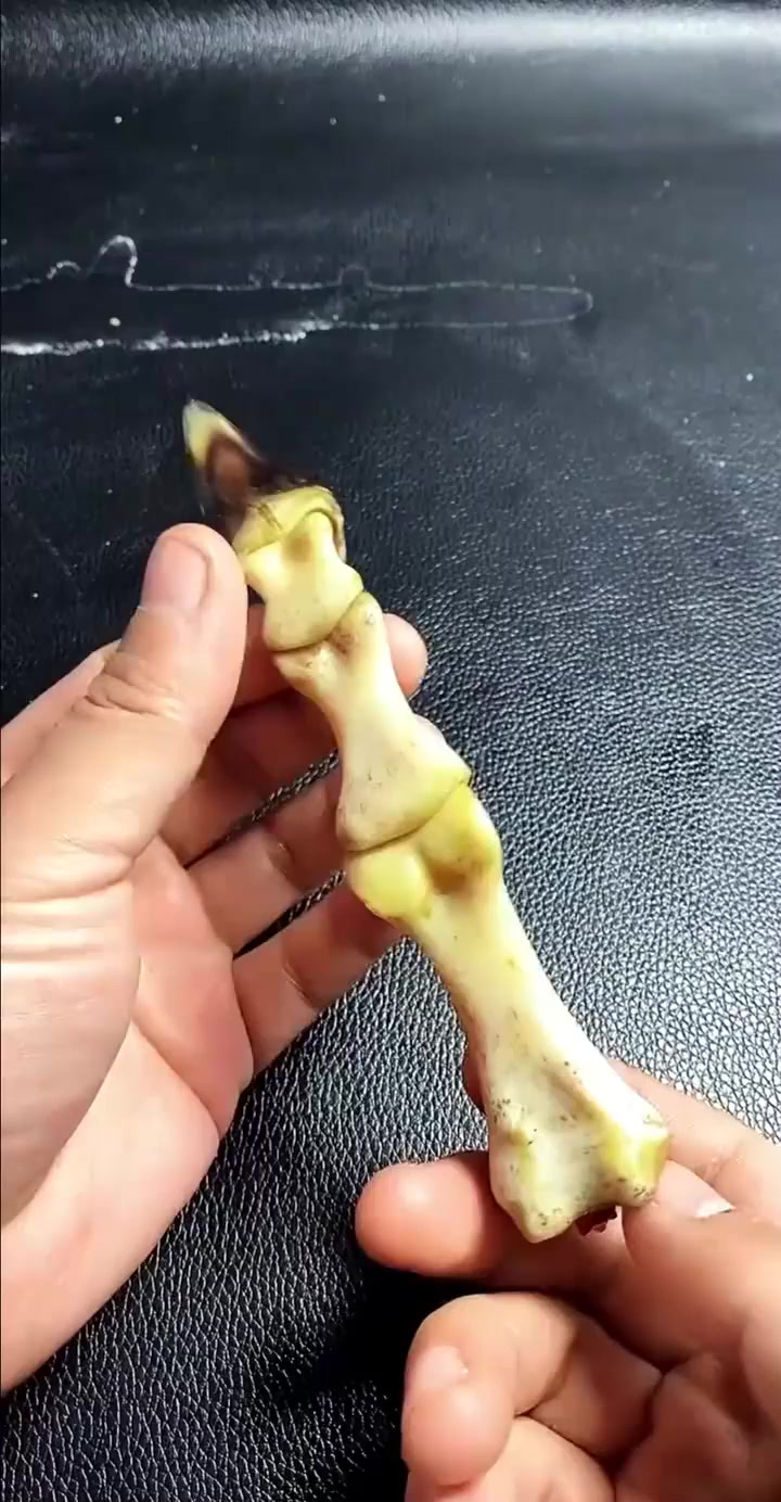 文玩鸡爪骨,文玩鸡蹬子,有人认识这玩意吗?