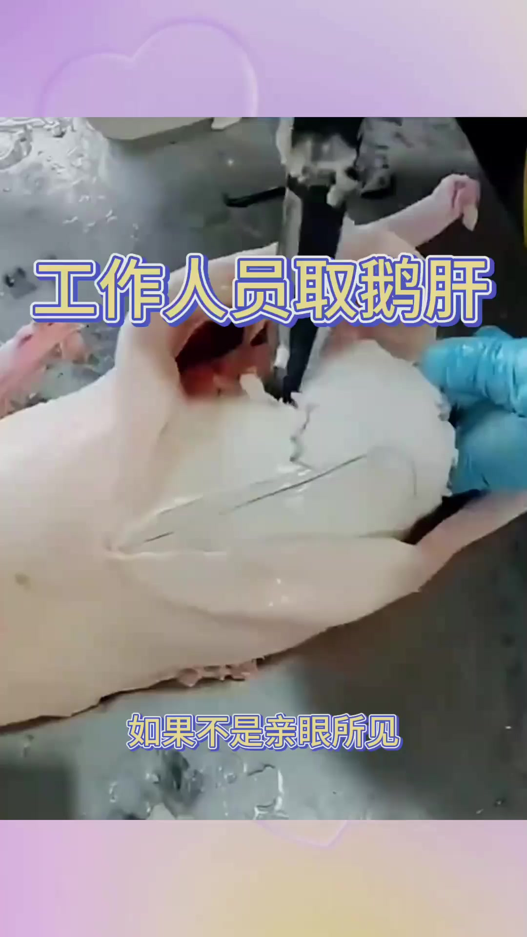 工作人员取鹅肝，鹅肝属实也太大了
