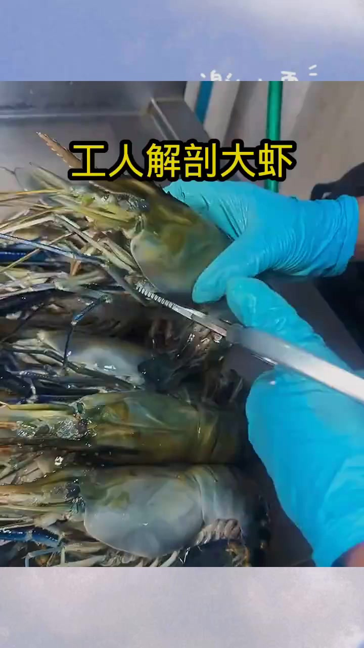 工人解剖大虾,肥美肉多!(1)