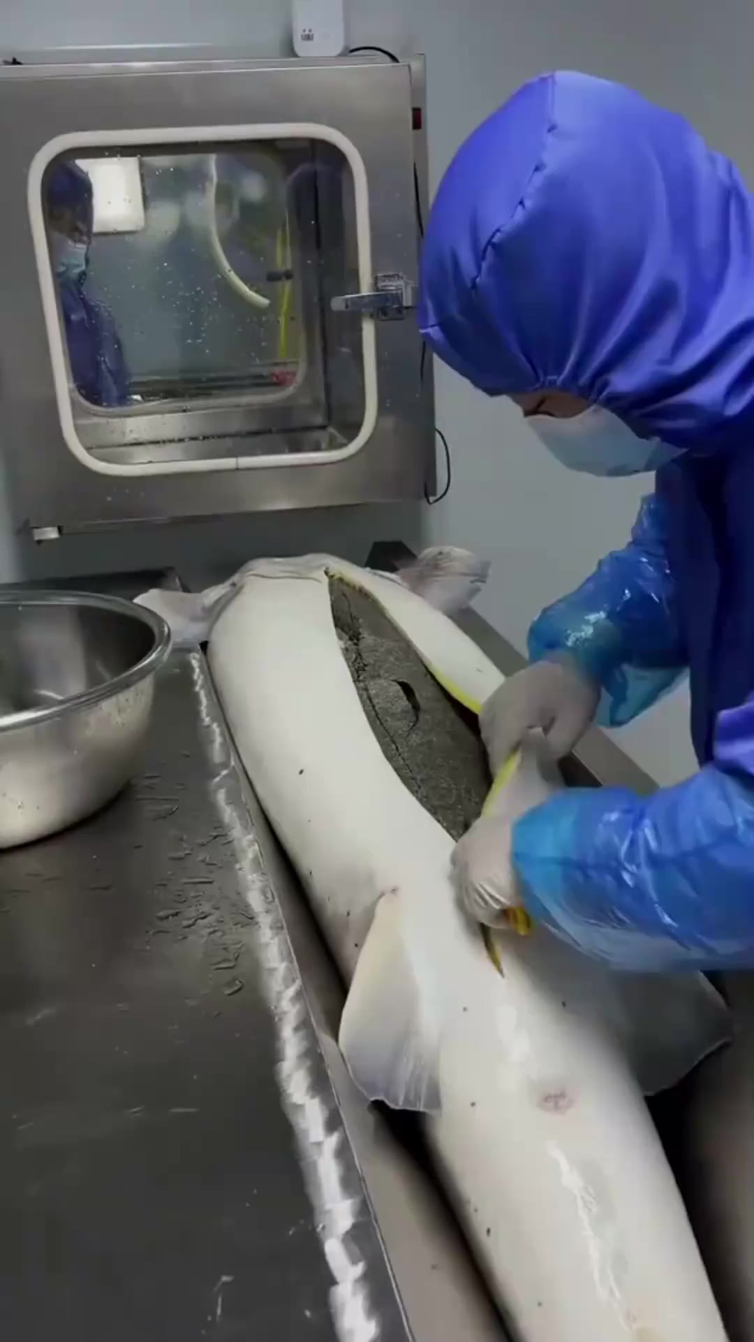 鱼子酱是如何提取的