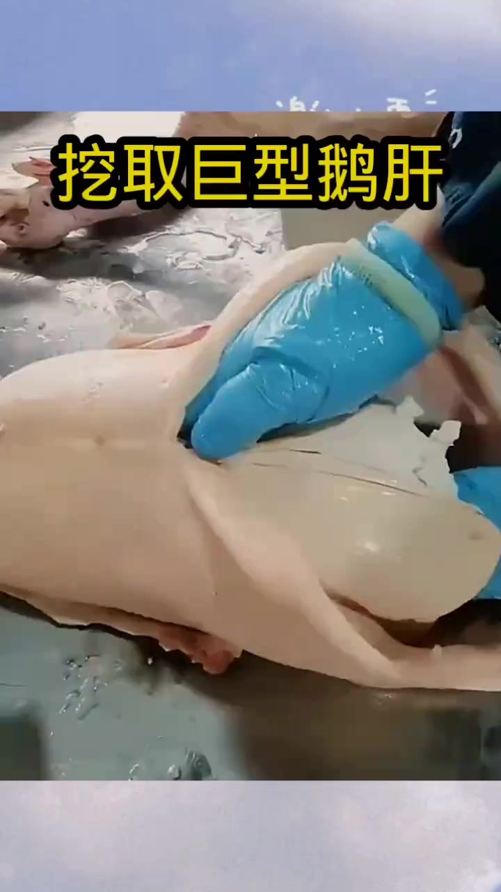 挖取巨型鹅肝，真是舌尖上的美味！