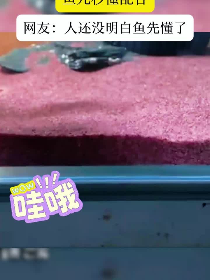 男子将刷子扔进鱼缸,敲了几下缸鱼居然明白要干什么