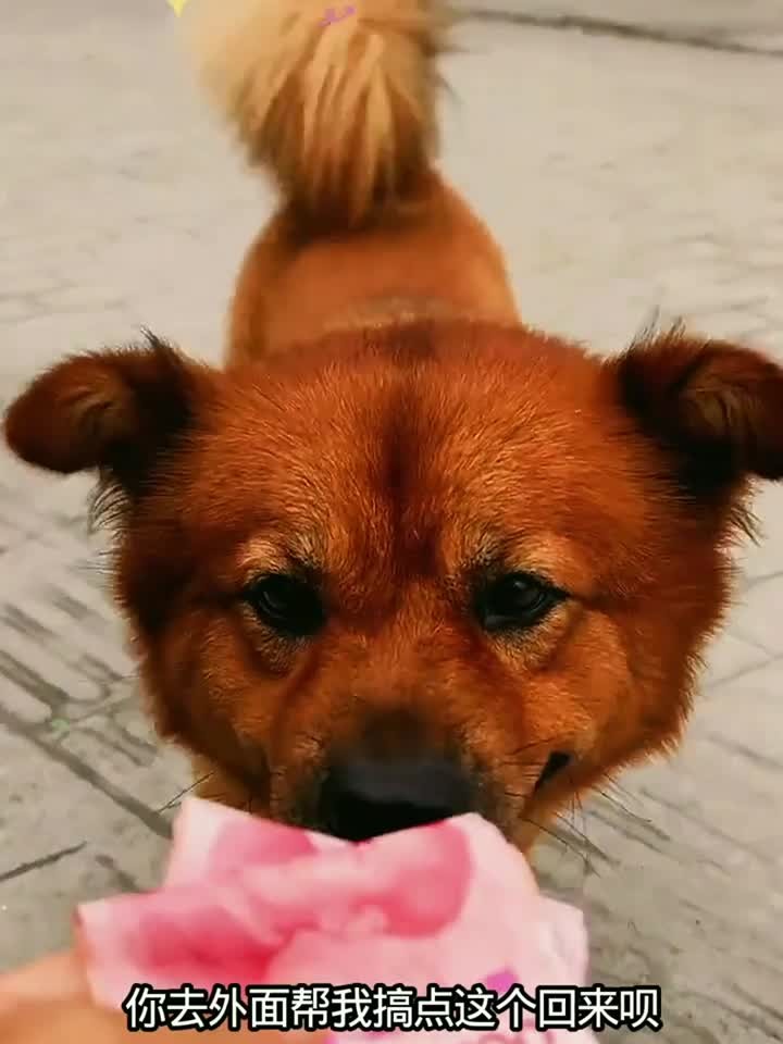 成功了叫狗总,不成功叫狗肉火锅