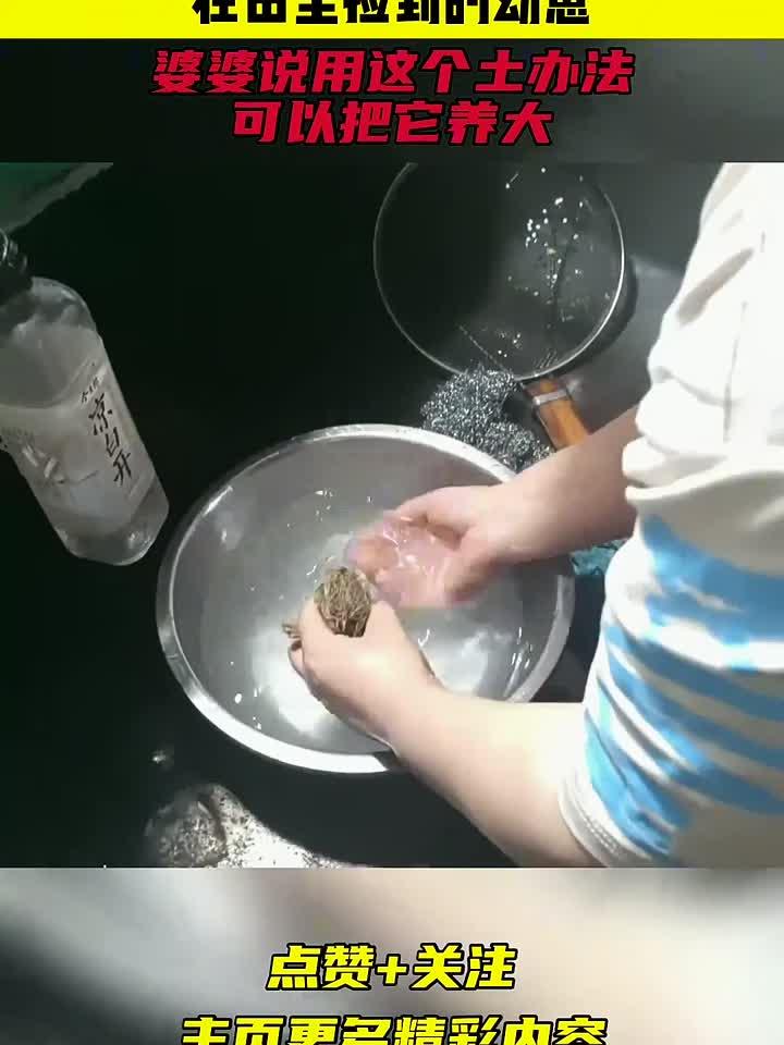 在田里捡到的幼崽,婆婆说用这个土办法,可以把它养大