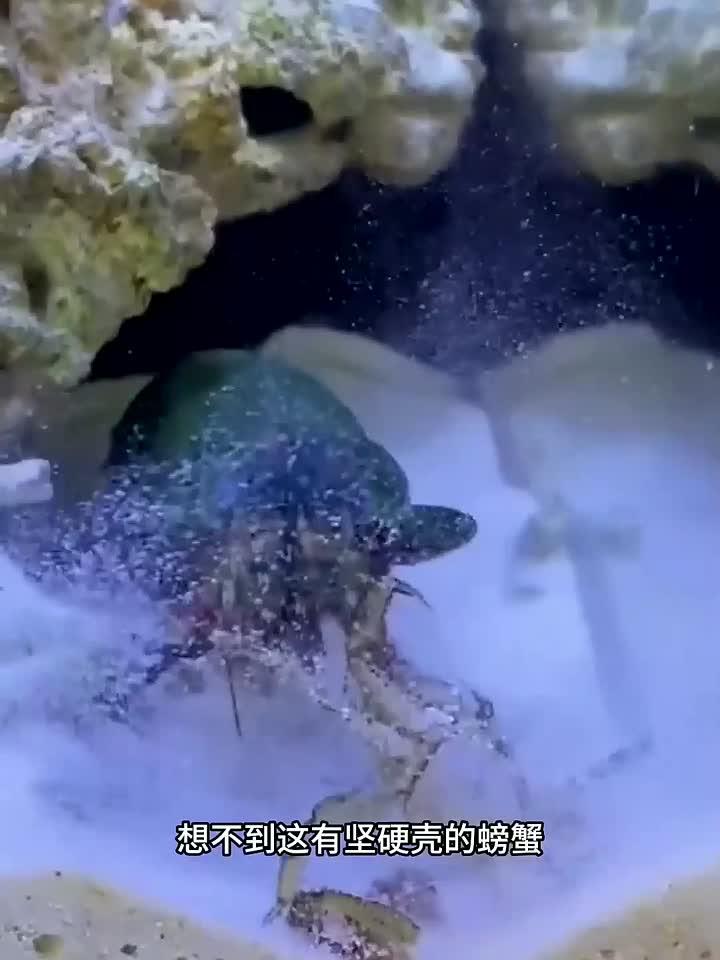 虾爬子进食过程,战斗机真猛