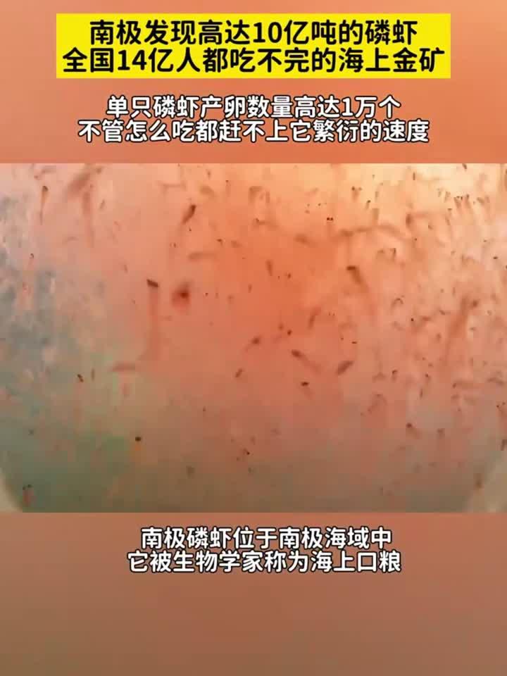 南极磷虾有多厉害?蓝鲸一口吃掉上百万只,人类根本吃不完!