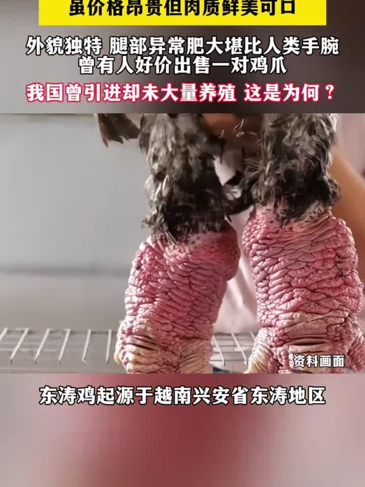 越南东涛鸡曾被选为王室贡品,我国曾引进却未大量养殖 这是为何