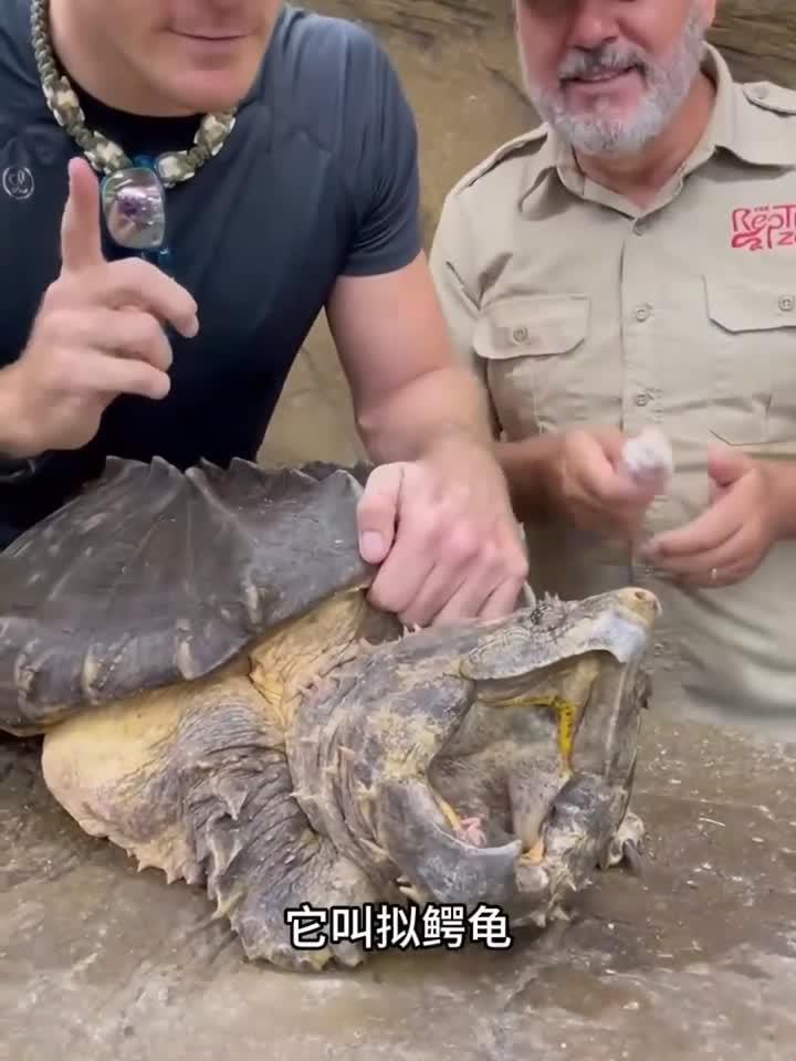 拟鳄龟你们见过吗?
