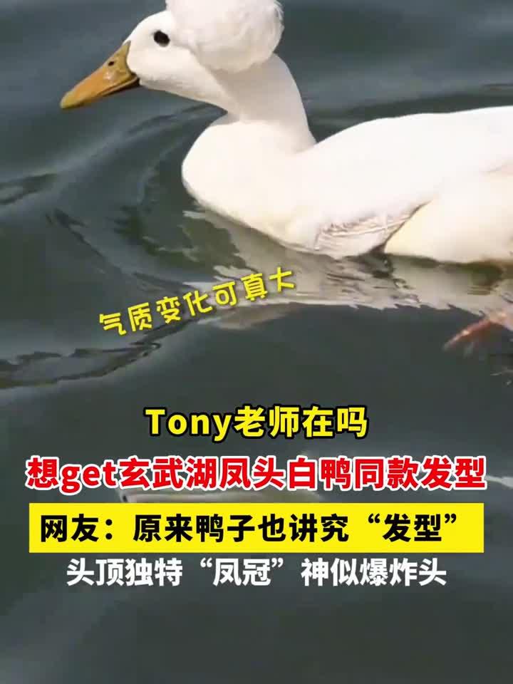 Tony老师在吗!想get玄武湖凤头白鸭同款发型