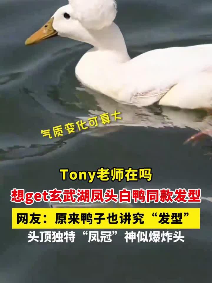 Tony老师在吗!想get玄武湖凤头白鸭同款发型