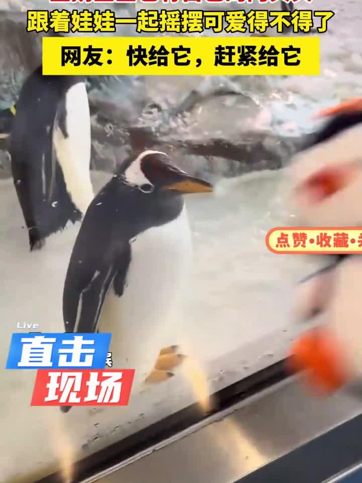 企鹅宝宝也有自己的阿贝贝,跟着娃娃一起摇摆可爱得不得了