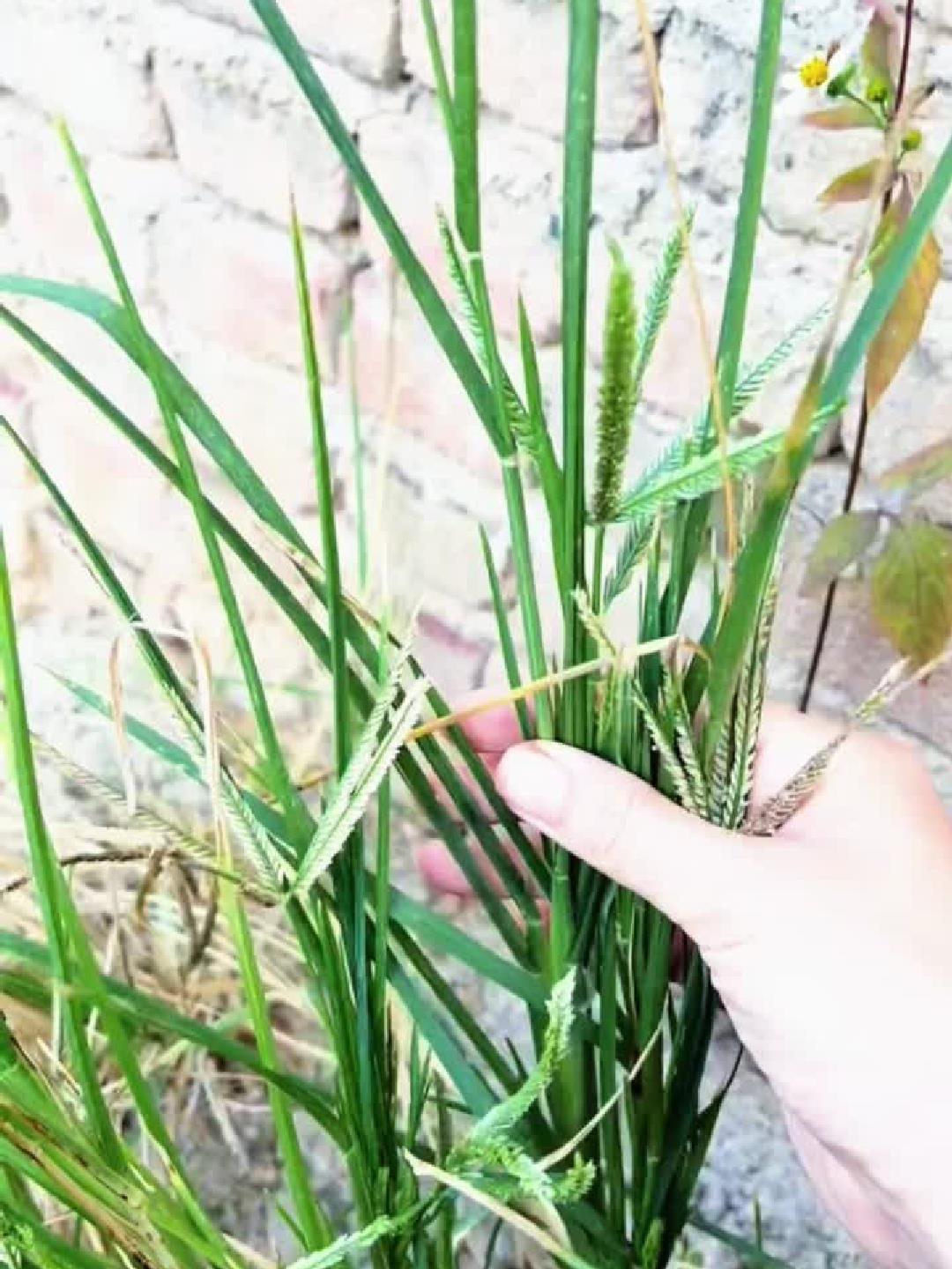 牛筋草鸡蛋汤:养生秘方,自然滋养!