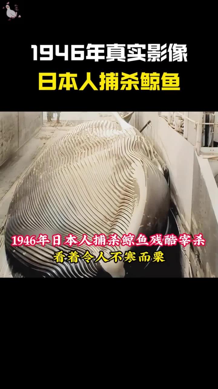 1946年真实影像,日本人捕杀鲸鱼残酷宰杀,看着令人不寒而栗