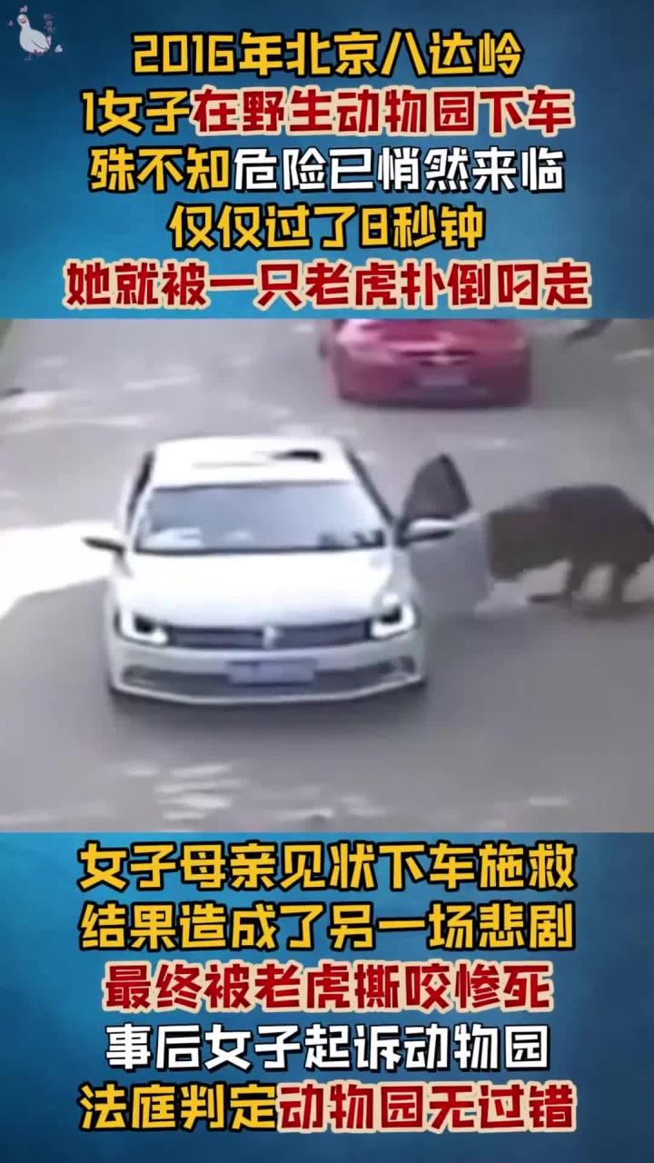 北京八达岭1女子,私自在野生动物园下车,母亲救女被活活咬死