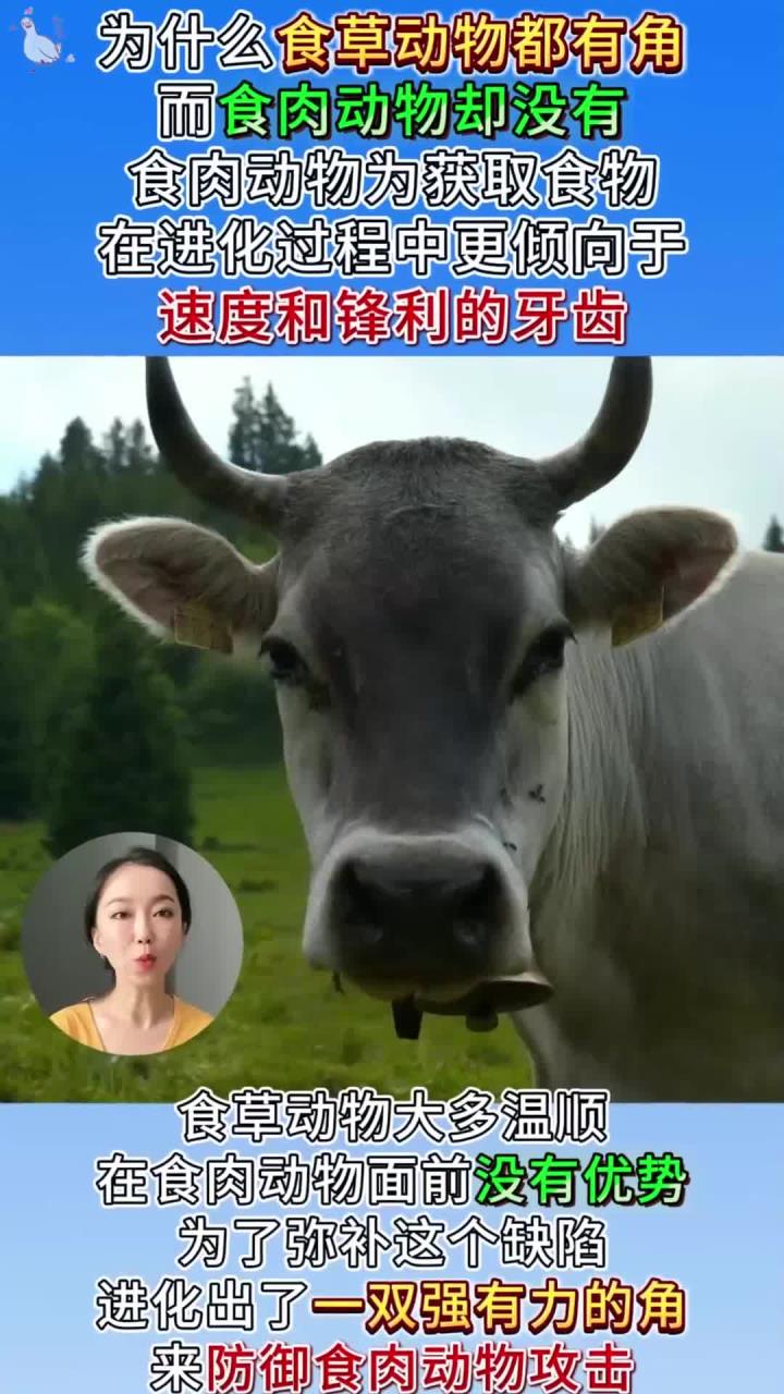 为什么食草动物都长角,而食肉动物却都不长?真相太现实!