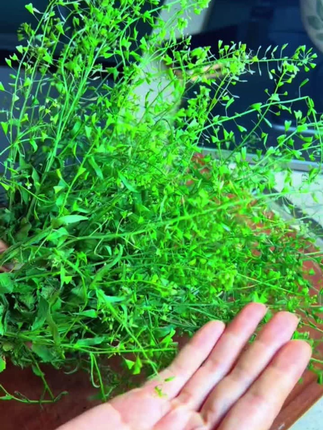 三月三养生必看:荠菜煮鸡蛋的秘诀全在这!