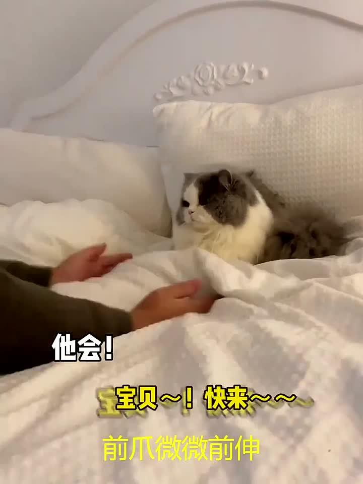 猫咪偷喝我的奶茶,珍珠卡在牙缝里了