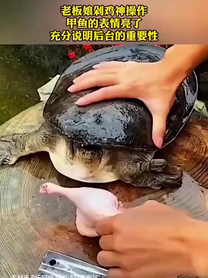 老板娘剁鸡神操作，甲鱼表情亮了