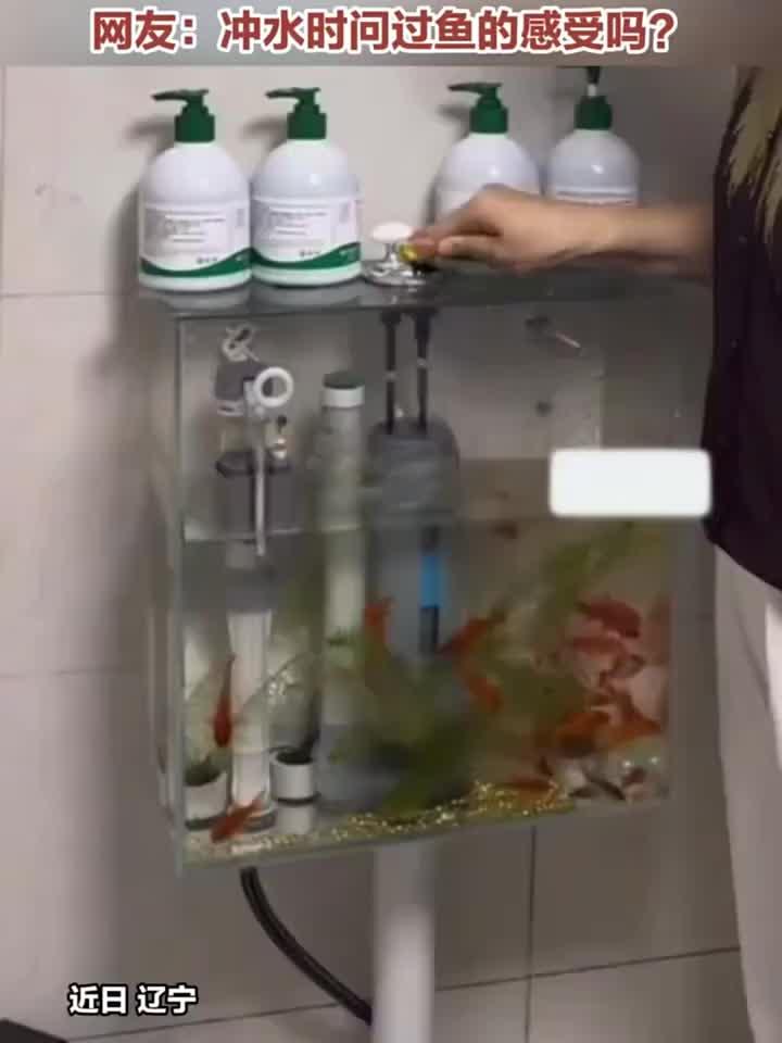 自家马桶水箱竟能养鱼?女子神奇改造看呆了网友