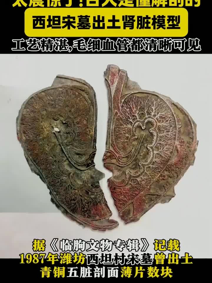 800年前的青铜肾脏,毛细血管清晰可见!太震惊了!古人是懂