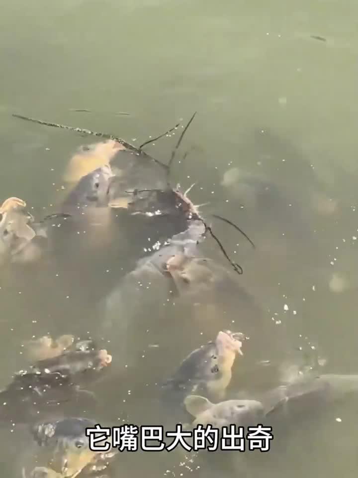 这是什么鱼,竟然还长胡须了