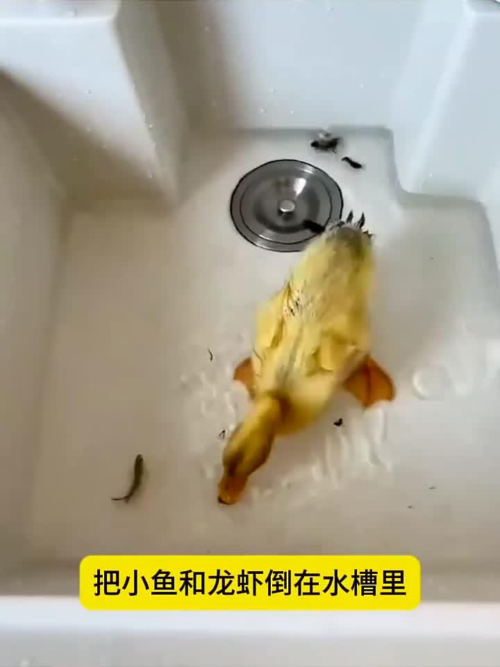 小鸭子吃食真猛,一点不挑