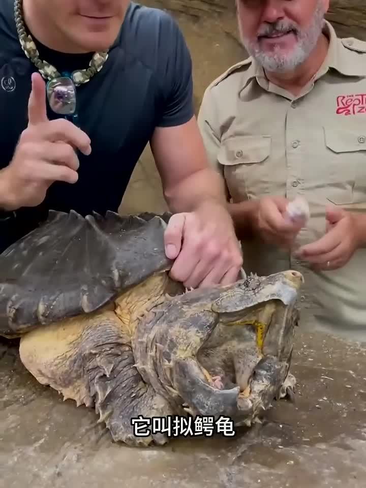 拟鳄龟你们见过吗?