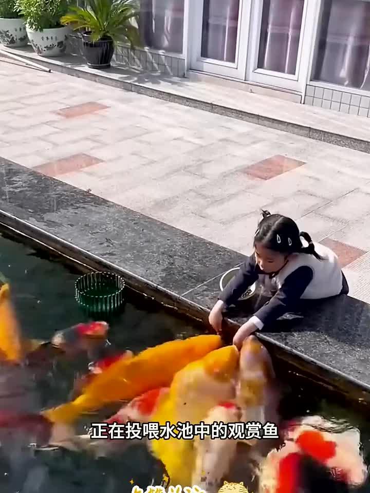 肥肥胖胖的观赏鱼,看来游泳并不能减肥