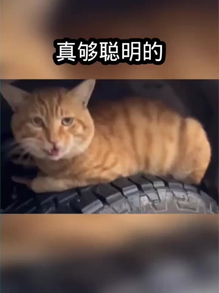 汤姆与杰瑞之间的故事！