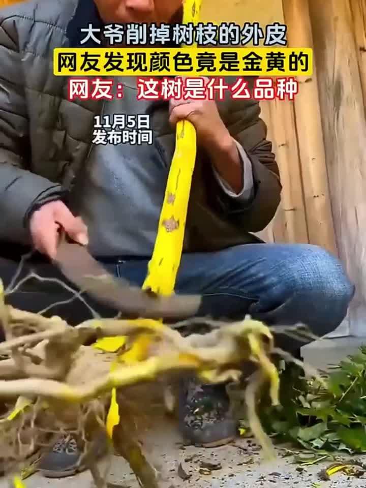 什么树是金黄色的,看起来像是刷上去的油漆
