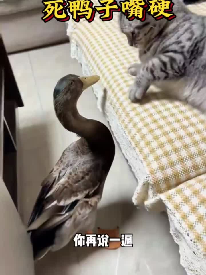 真是死鸭子嘴硬啊!