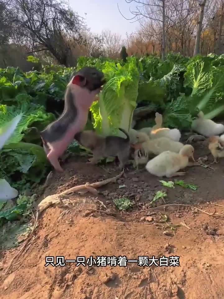 聪明的小猪,专挑好白菜