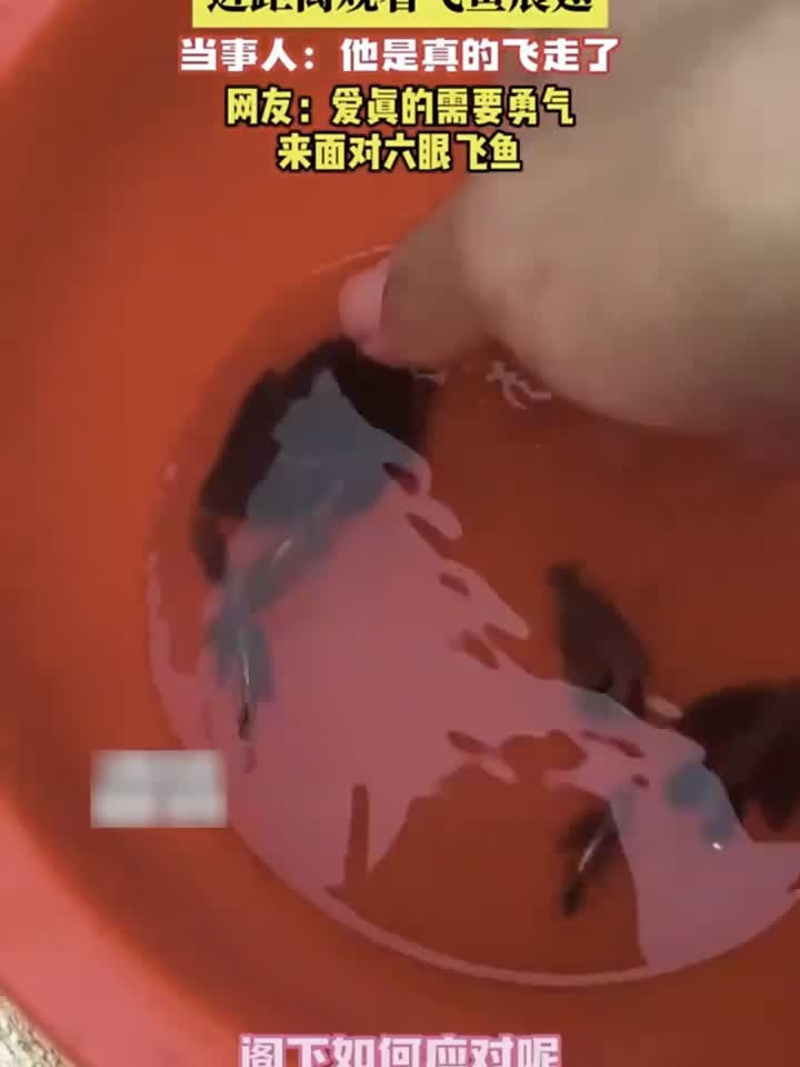 六眼飞鱼出逃瞬间,原来现实里真的有会飞的鱼!