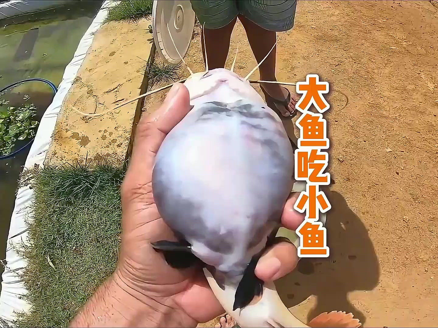 大鱼吃小鱼?这条红尾鲶告诉你什么叫 “贪心不足蛇吞象”