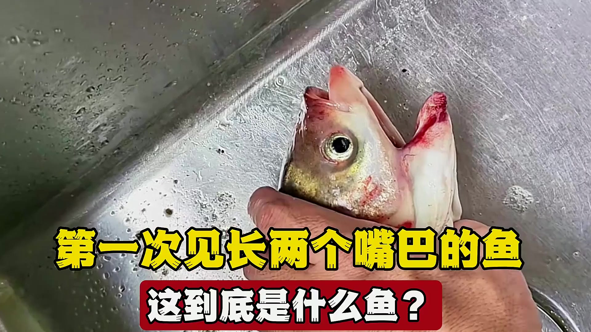 钓这么多年鱼还是第一次见,竟然有长两张嘴巴的鱼,这是什么鱼?