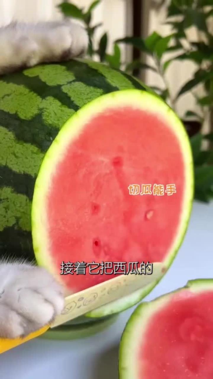猫咪下厨做西瓜蛋糕