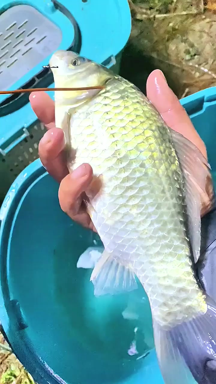 教大家如何分辨野生鲫鱼和工程鲫鱼