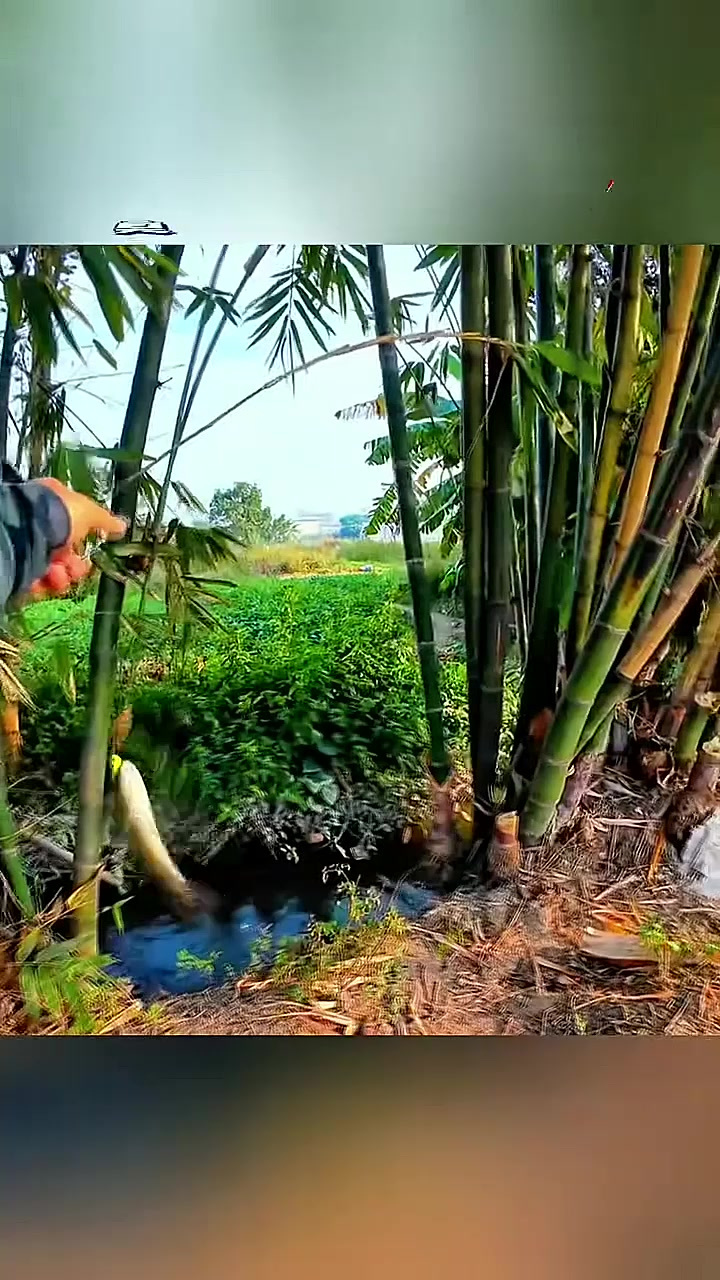 广东的臭水沟真的不是盖的呀