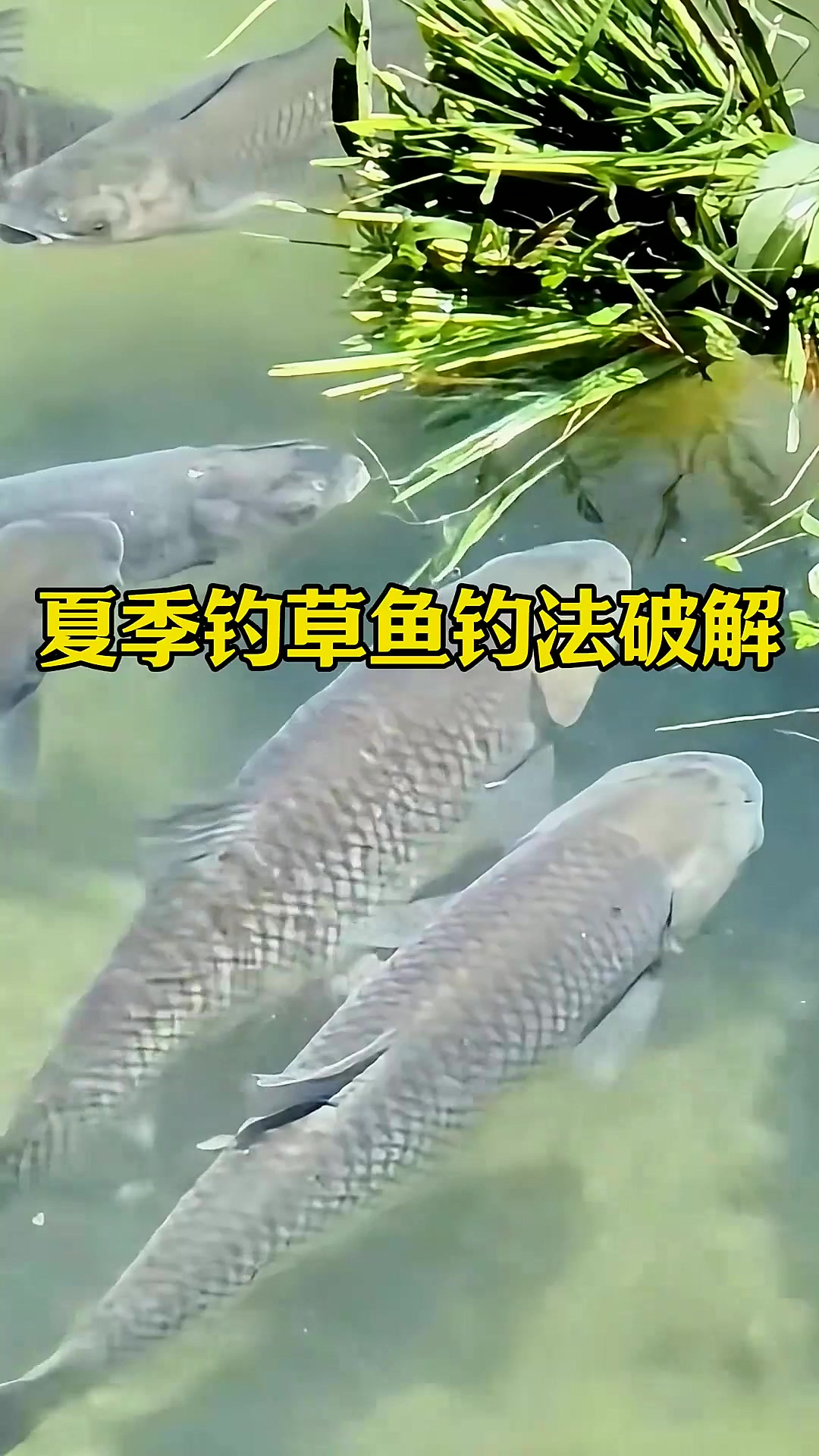 夏季钓草鱼钓法破解,30秒教会你草鱼习性,用饵和垂钓水层